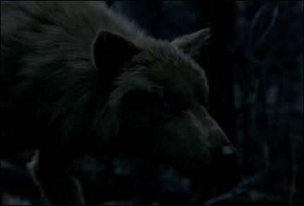 wallpapers006 (1200x812, 283 kБ...)